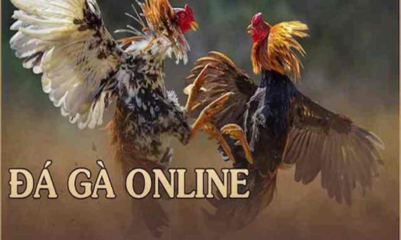 Các trò chơi đá gà trực tuyến